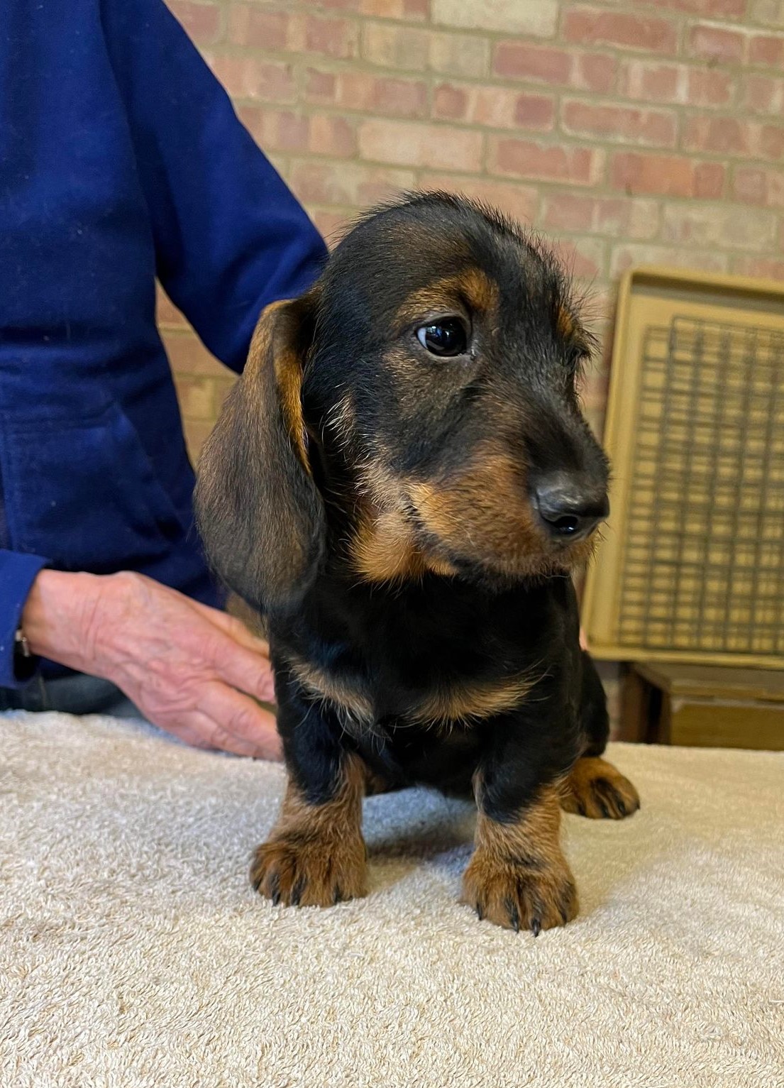 8 week old long best sale haired dachshund